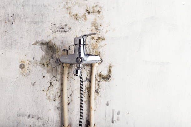Best Kitchen Mold Remediation in Redan, GA