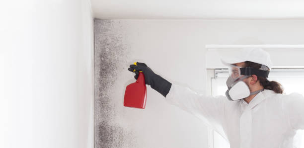 Best Attic Mold Remediation in Redan, GA