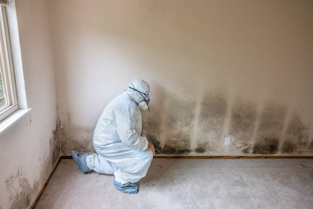 Best Industrial Mold Remediation in Redan, GA